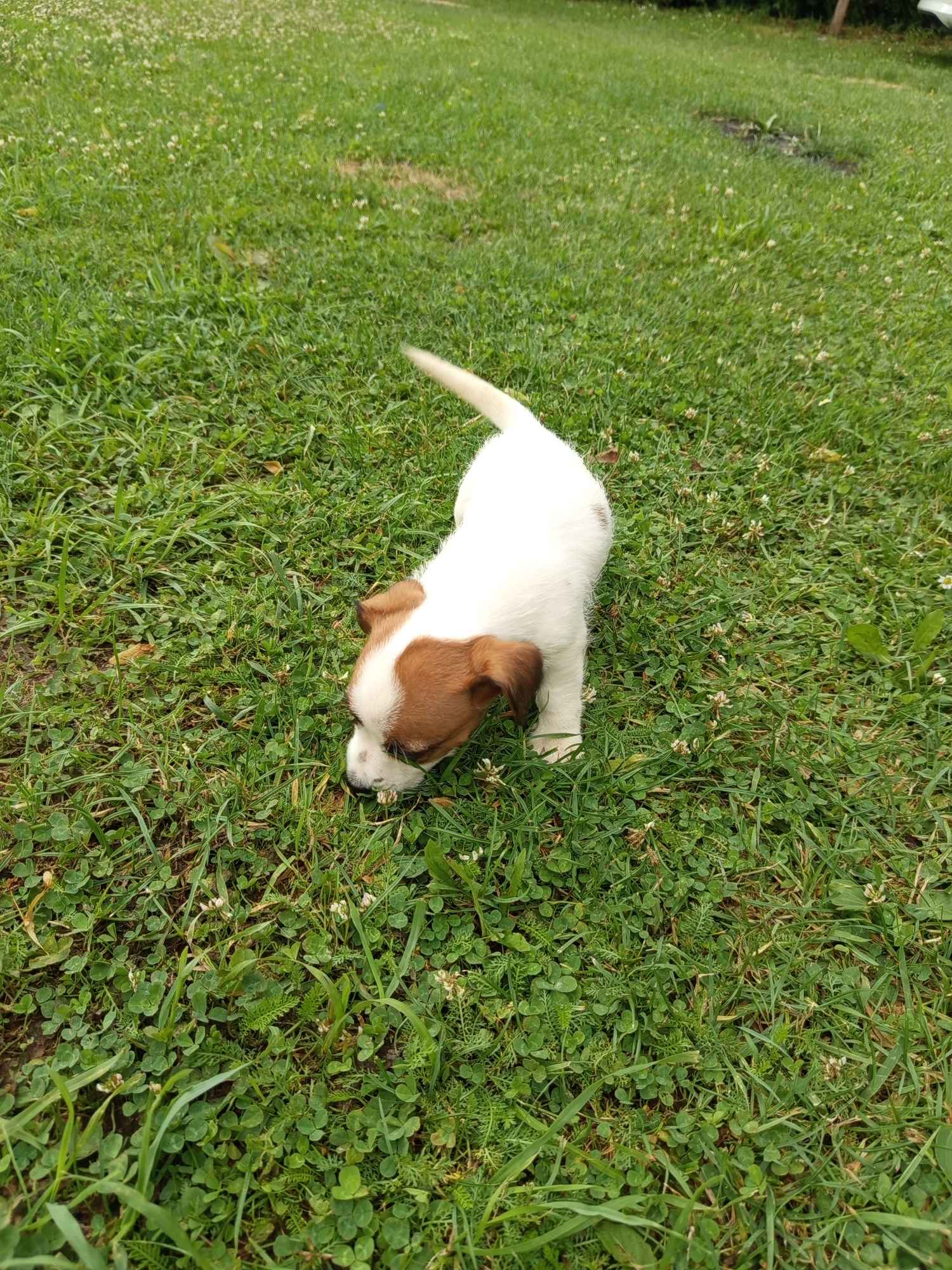 Jack Russell terrier szczenięta Prudnik - zdjęcie 2