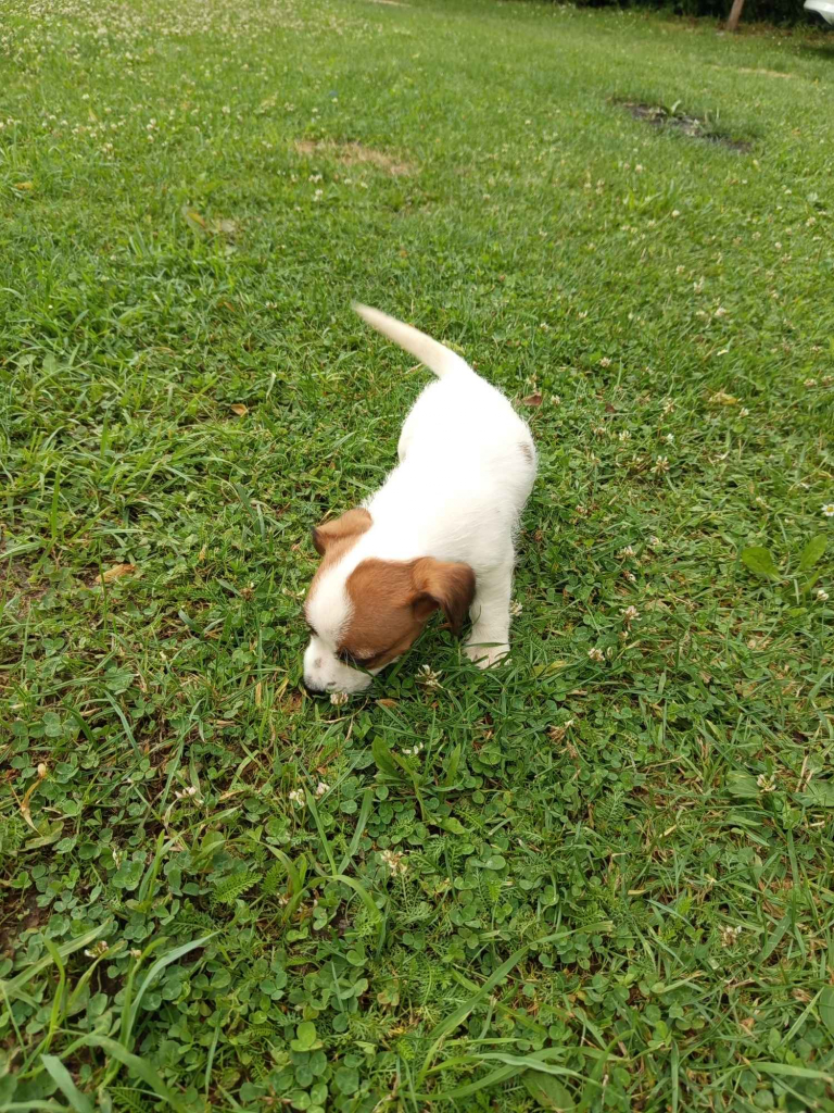 Jack Russell terrier szczenięta Prudnik - zdjęcie 2