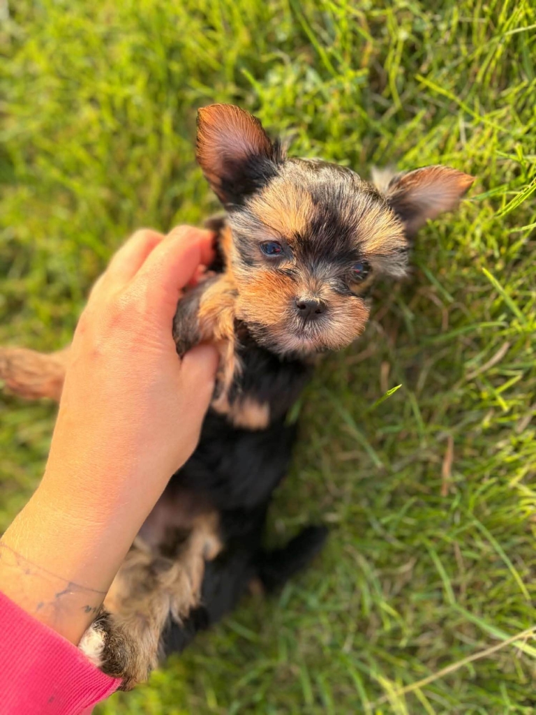 Sprzedam yorkshire terrier suczki Lubawa - zdjęcie 3