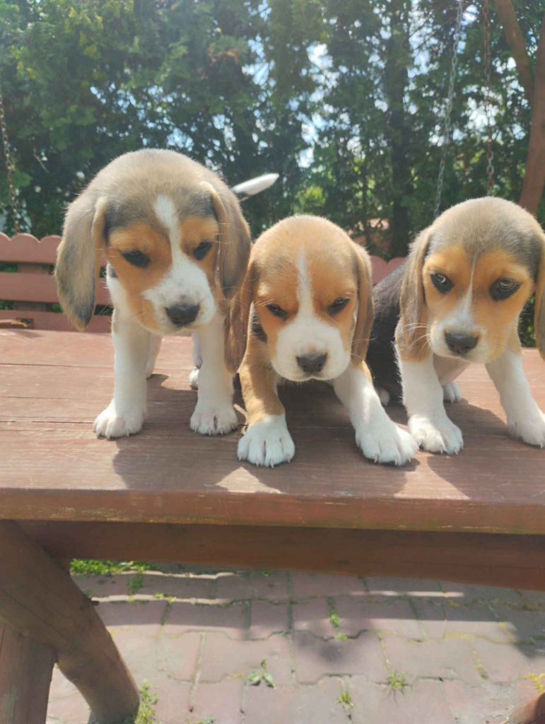 Beagle szczeniaki Busko-Zdrój - zdjęcie 5
