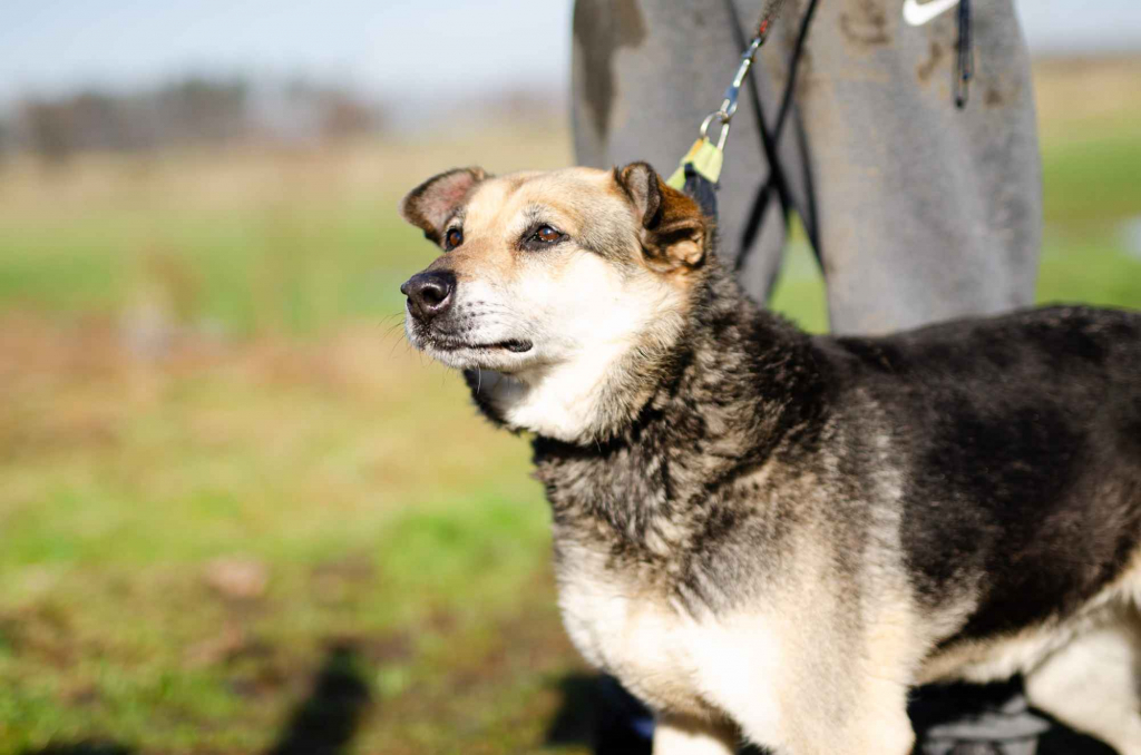 Szaza - cudowna rodzinna suczka szuka domu! Olsztyn - zdjęcie 2