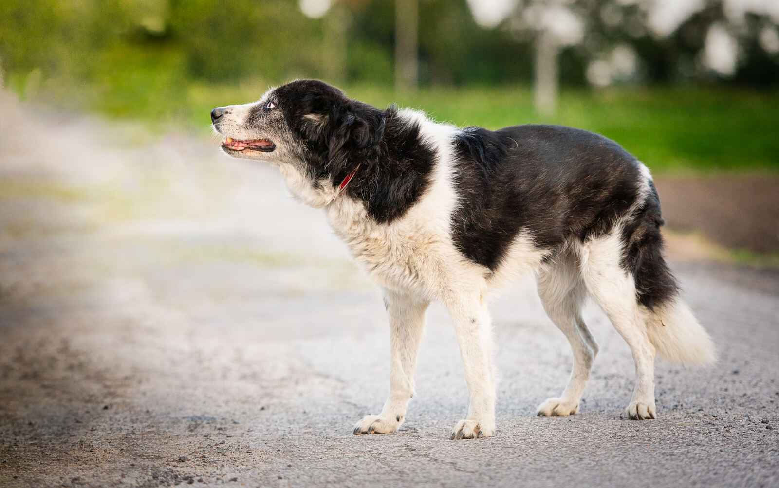 Masza - dostojna, spokojna suczka do pokochania! Olsztyn - zdjęcie 2