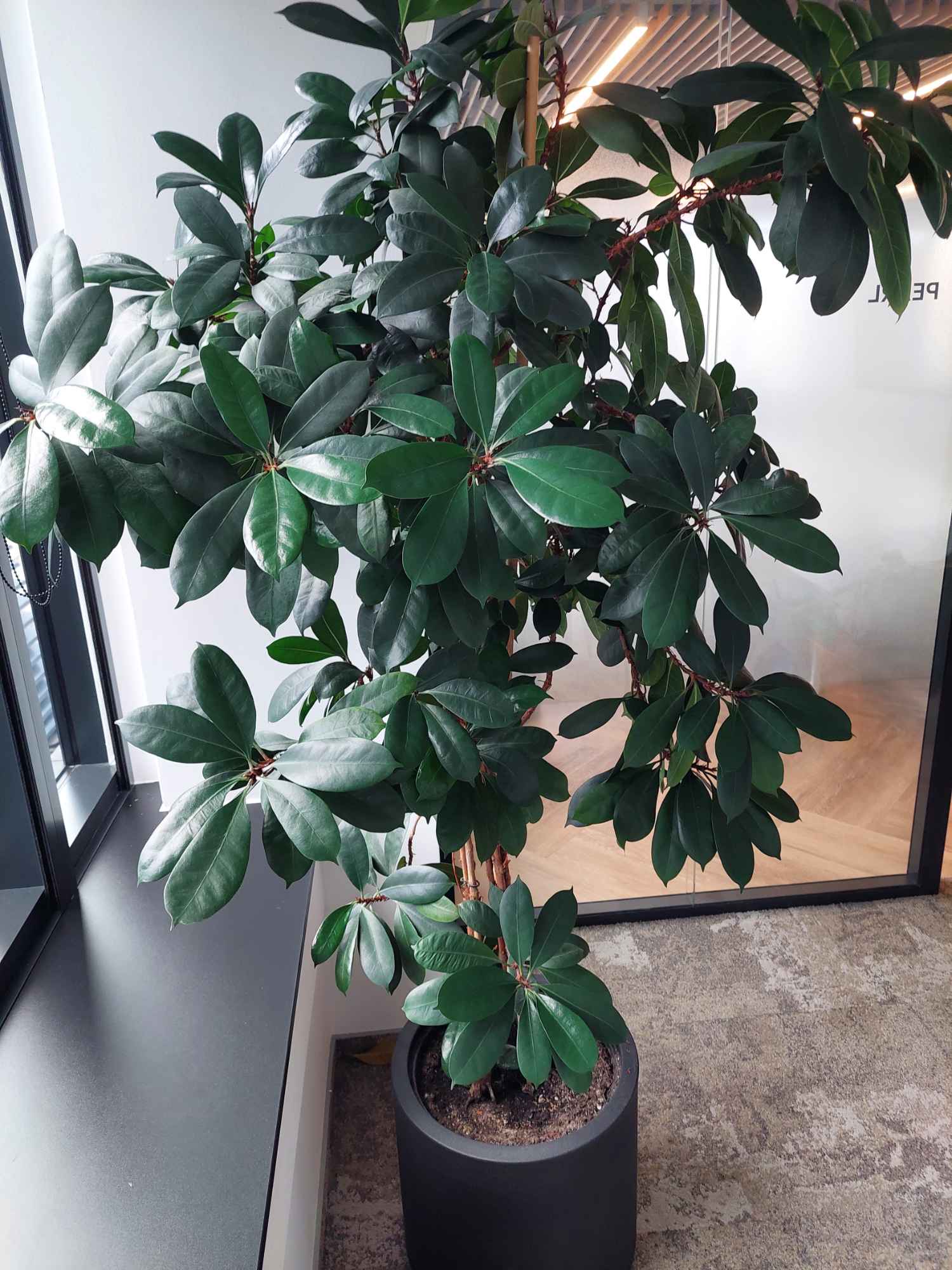 Zielona Dusza Stare Miasto - zdjęcie 1