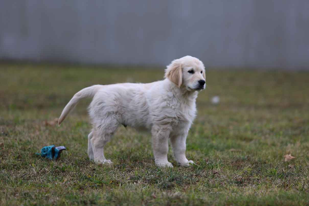 Golden Retriever-biszkoptowe  mniejsze i większe szczeniaki, Polesie - zdjęcie 7