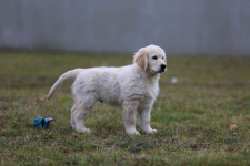 Golden Retriever-biszkoptowe  mniejsze i większe szczeniaki, Polesie - zdjęcie 7