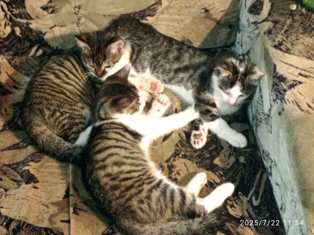 Trzy kocurki szukają domu Stękiny - zdjęcie 1