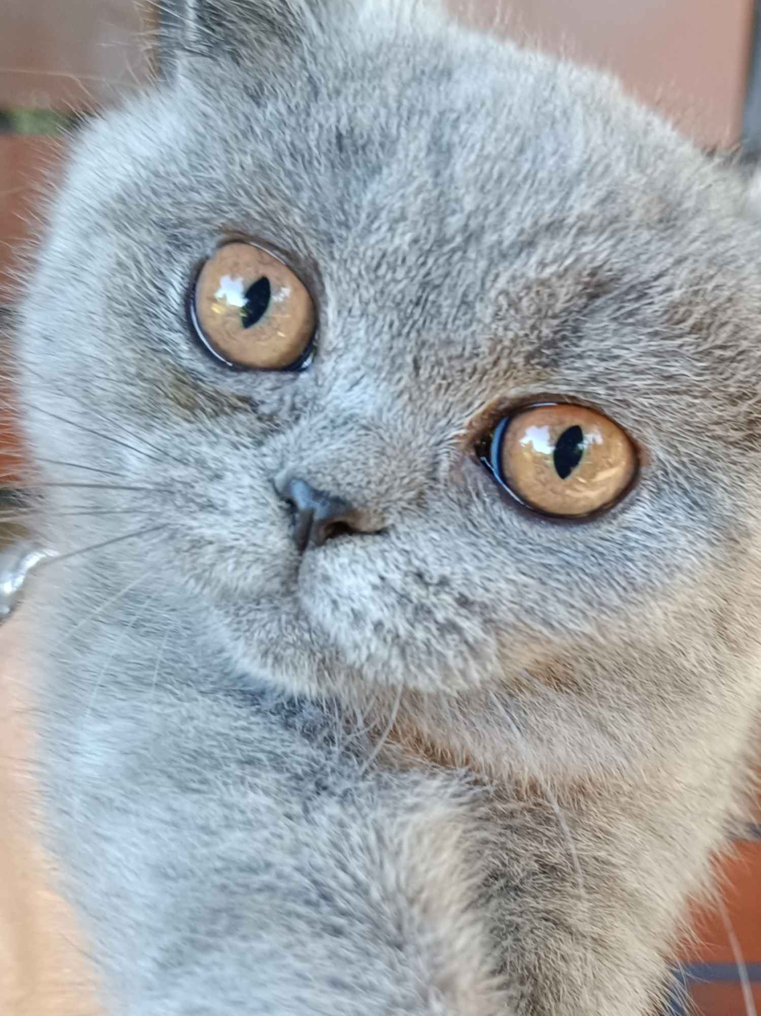 Kot brytyjski Narol - zdjęcie 5