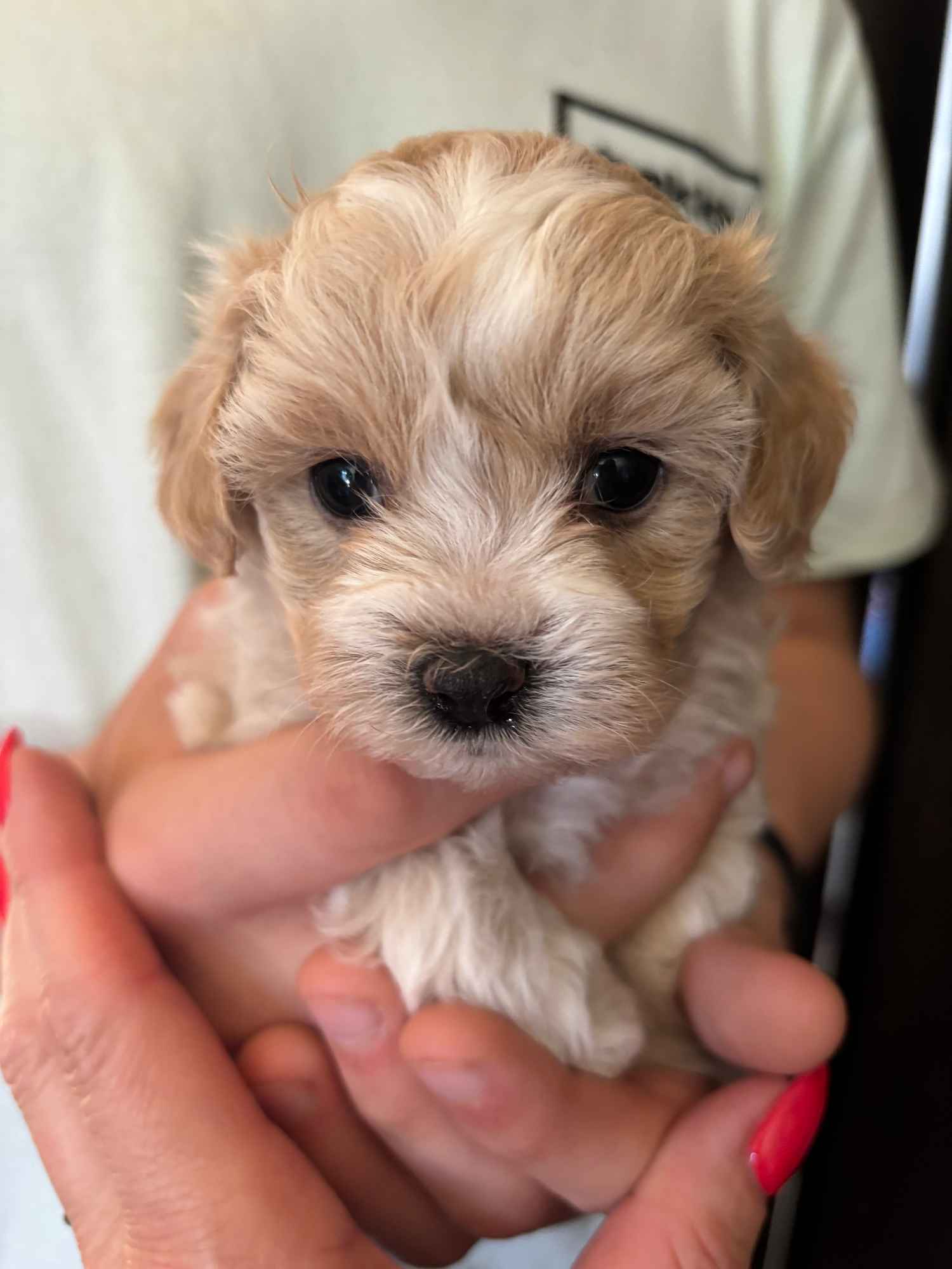 Maltipoo miniaturka 1,5 kg F1 Częstochowa - zdjęcie 2