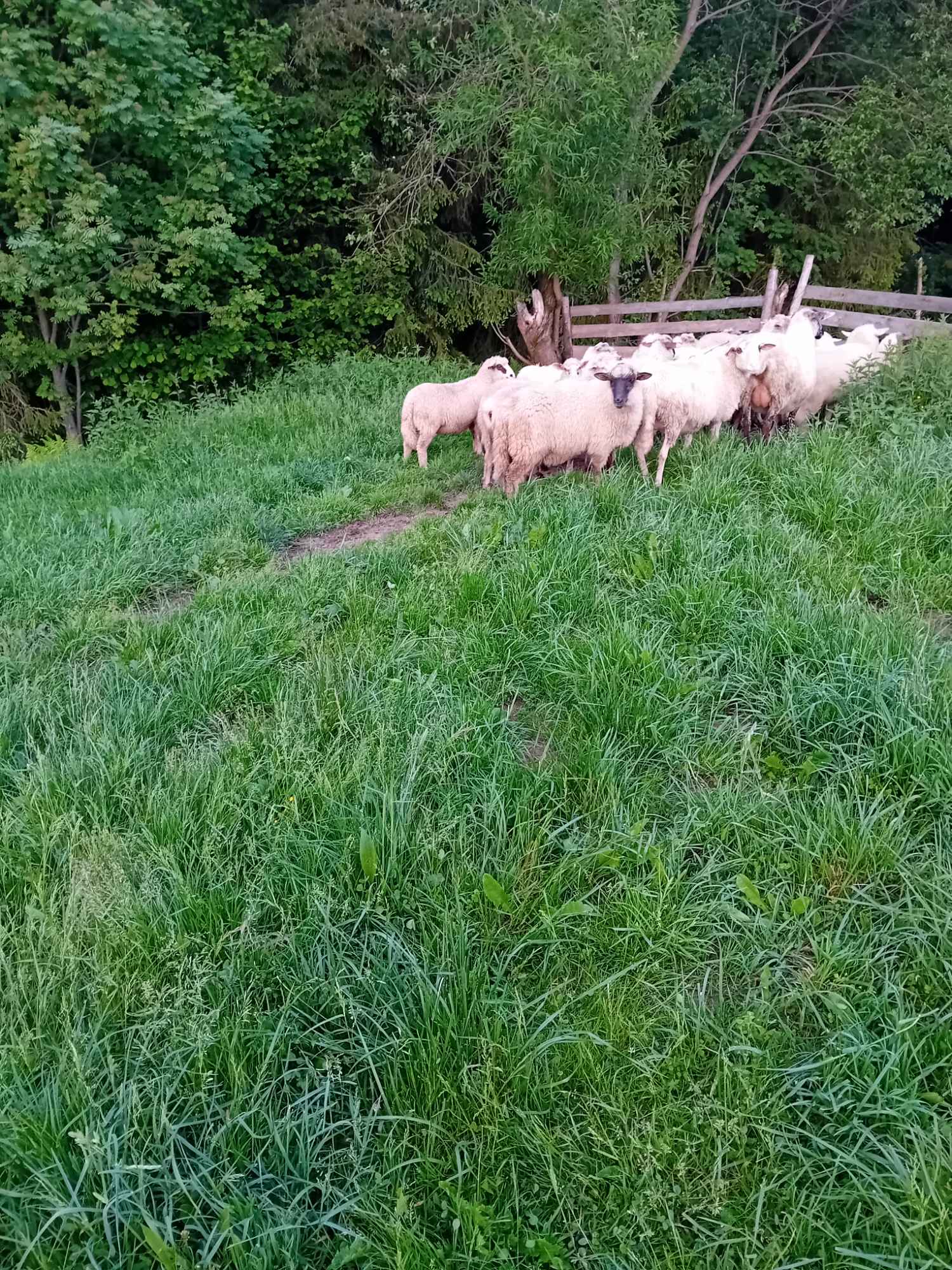 Baran do owiec Mszana Dolna - zdjęcie 2