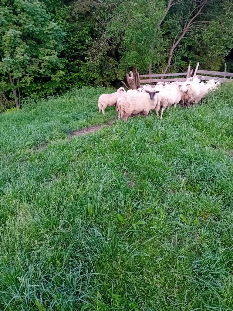 Baran do owiec Mszana Dolna - zdjęcie 2