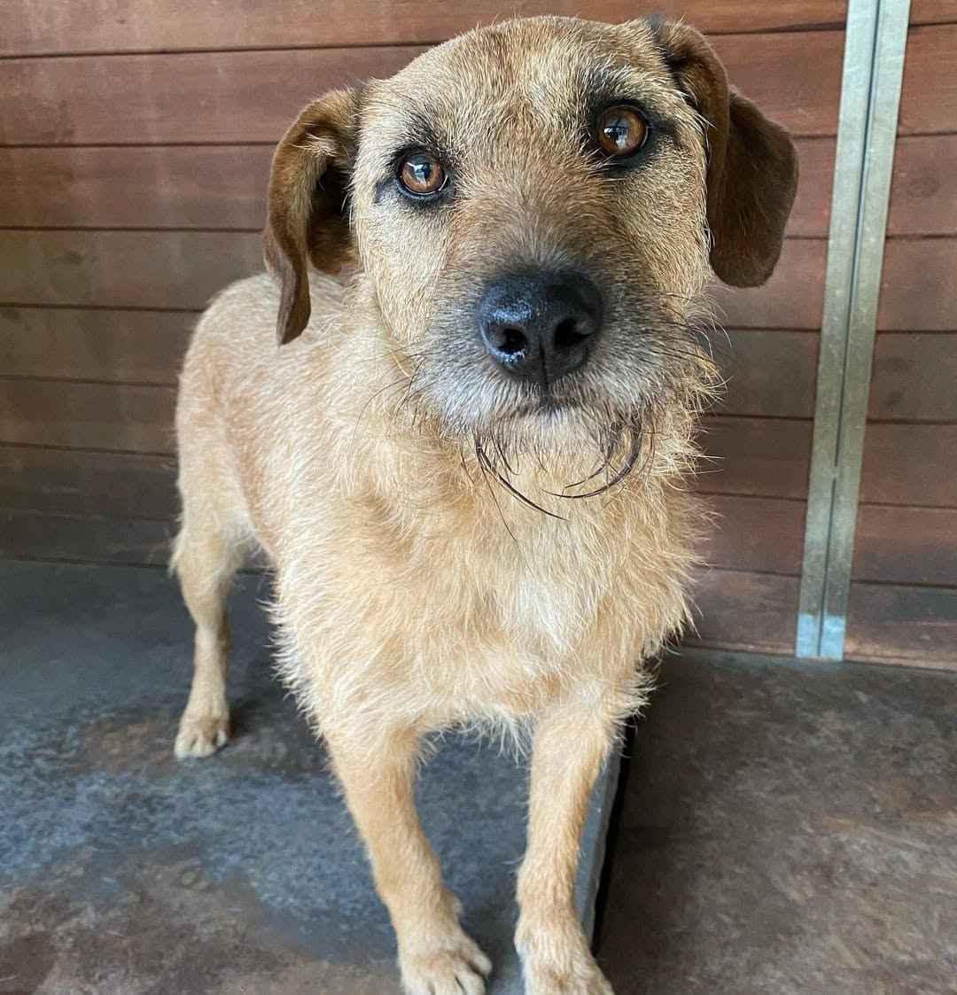 Fuks - wesoły, młody terrier mix szuka domu! Olsztyn - zdjęcie 3