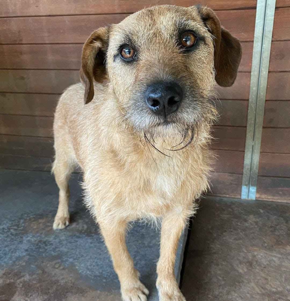 Fuks - wesoły, młody terrier mix szuka domu! Olsztyn - zdjęcie 3