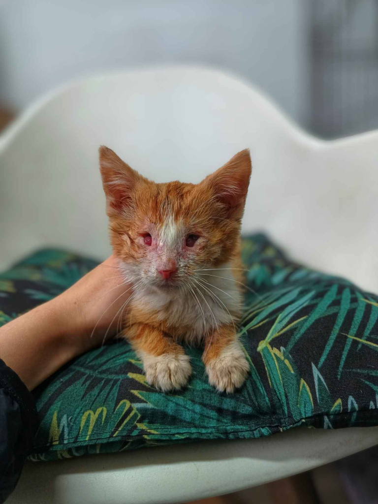 Nikoś - wyjątkowe kocie dziecko szuka PILNIE domu! Olsztyn - zdjęcie 1