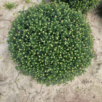 Chryzantemy