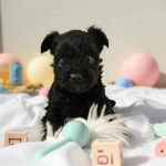 Wybitnie piękny Unikatowy York - Czarny bez podpaleń - Hodowla Legalna Fabryczna - zdjęcie 6