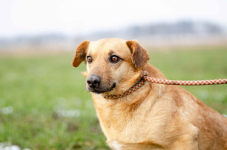 Rudzik - delikatny, spokojny, do rany przyłóż! Olsztyn - zdjęcie 4