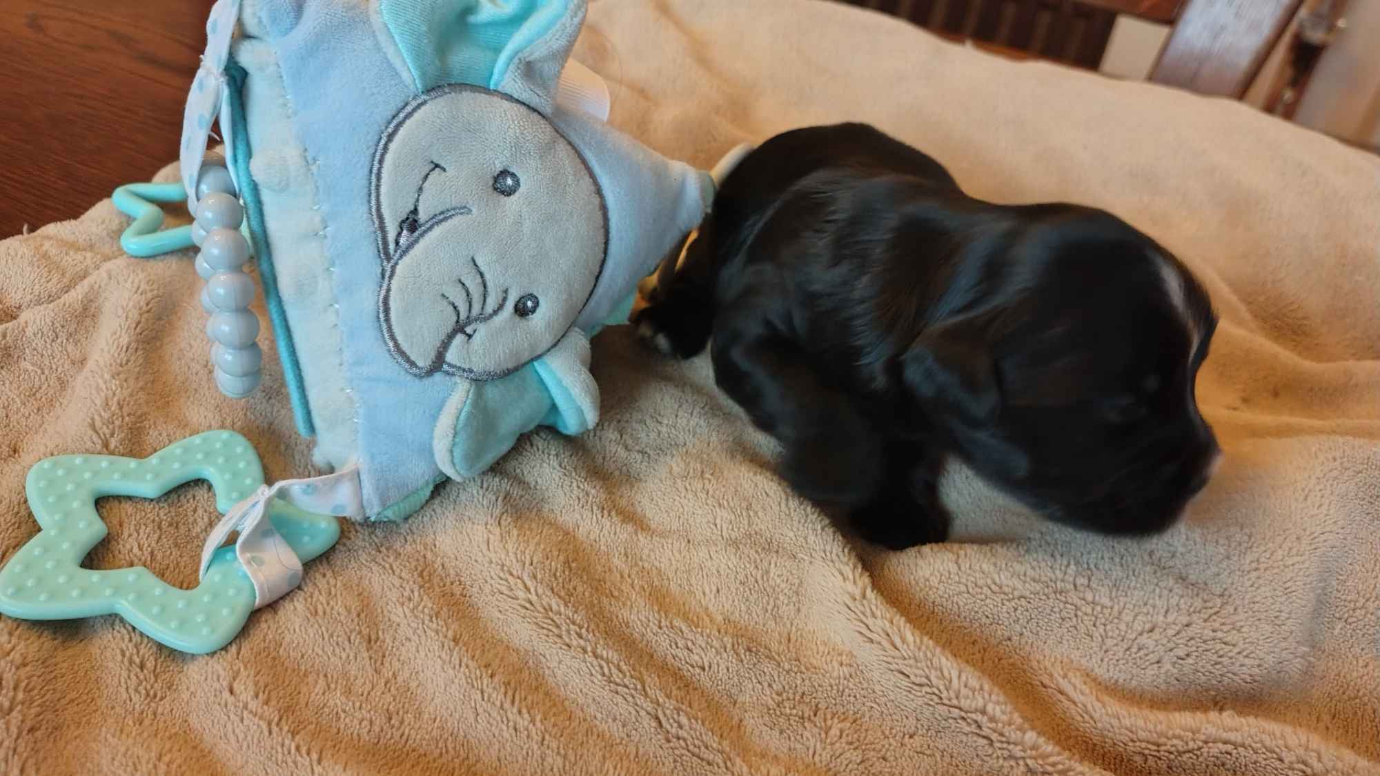 Hawańczyk z rodowodem Poniec - zdjęcie 2