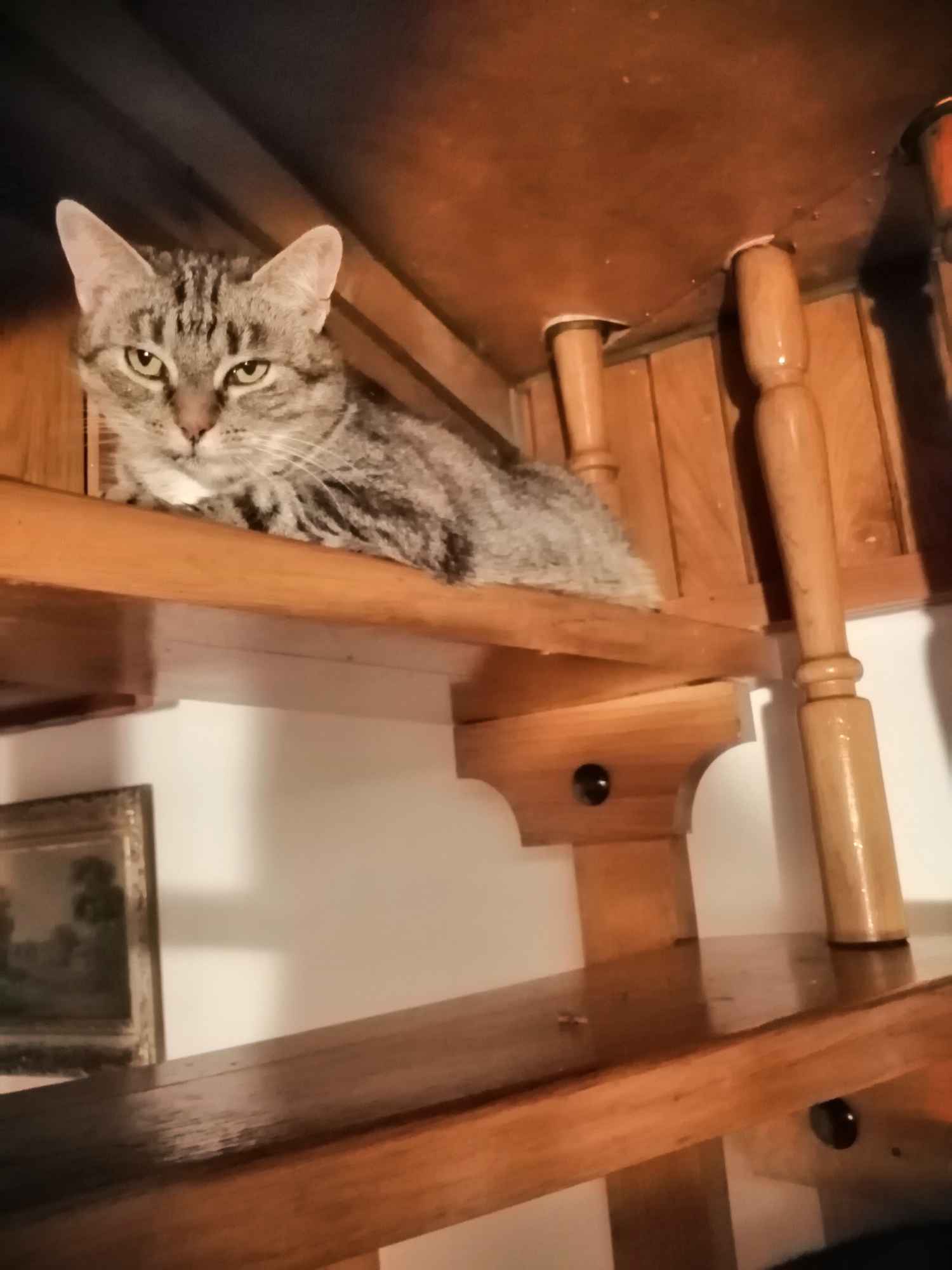 Kotka za darmo. Muszyna - zdjęcie 3