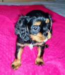 Gotowy do odbioru piesek Cavalier z rodowodem i wyprawką Górna - zdjęcie 7