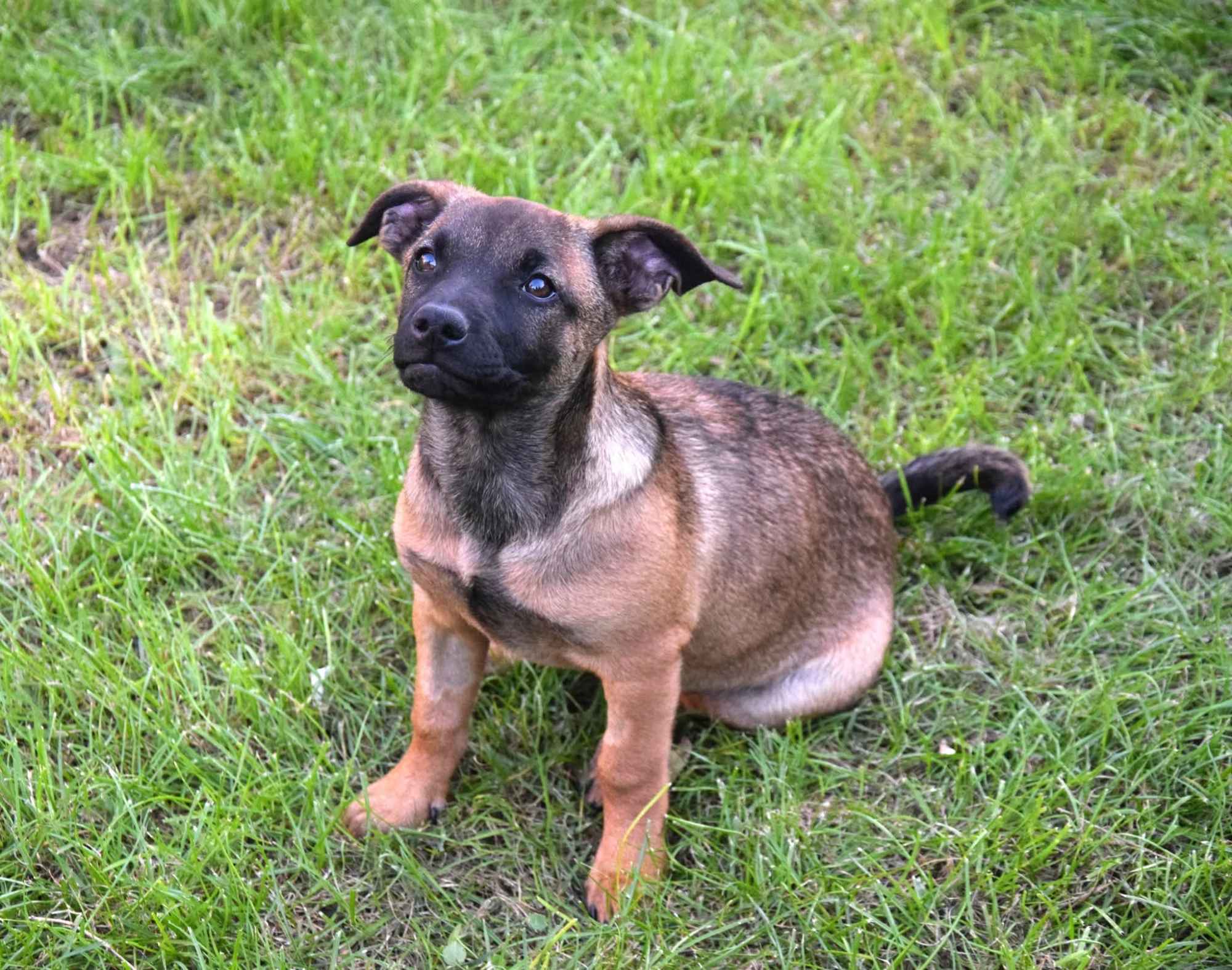 5 miesięczna Tina szczeniak szuka domu! Olsztyn - zdjęcie 4