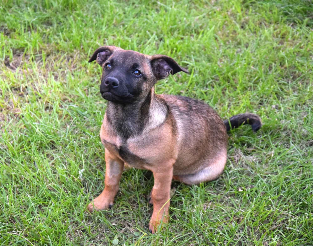 5 miesięczna Tina szczeniak szuka domu! Olsztyn - zdjęcie 4