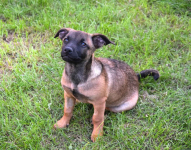 5 miesięczna Tina szczeniak szuka domu! Olsztyn - zdjęcie 4