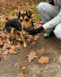 Filutek - malutki, grzeczny słodziak szuka domu! Olsztyn - zdjęcie 3