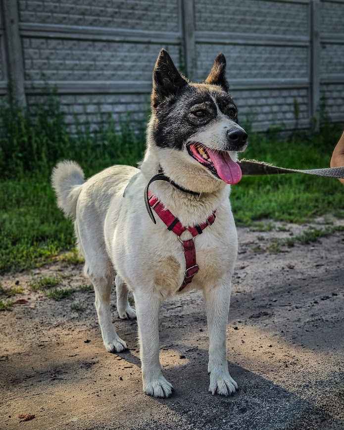 Oddana z adopcji przeokrutnie cierpi za kratami, pomocy! :( Śródmieście - zdjęcie 5