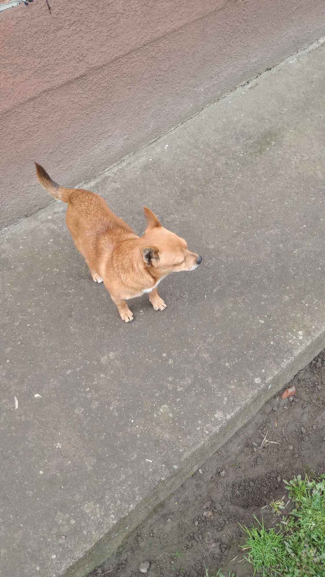 Piesek półroczny do wydania Stogniowice - zdjęcie 4