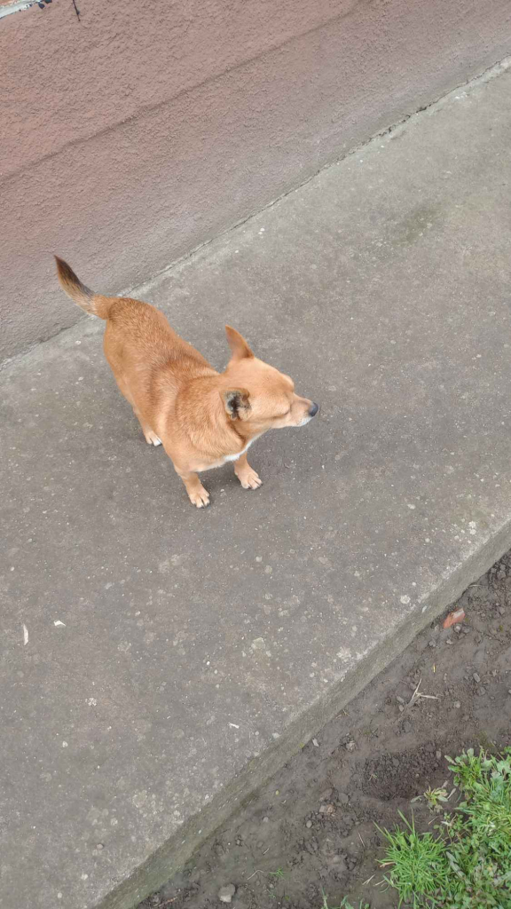 Piesek półroczny do wydania Stogniowice - zdjęcie 4