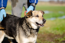 Szaza - skazana na schronisko za bycie kundelkiem