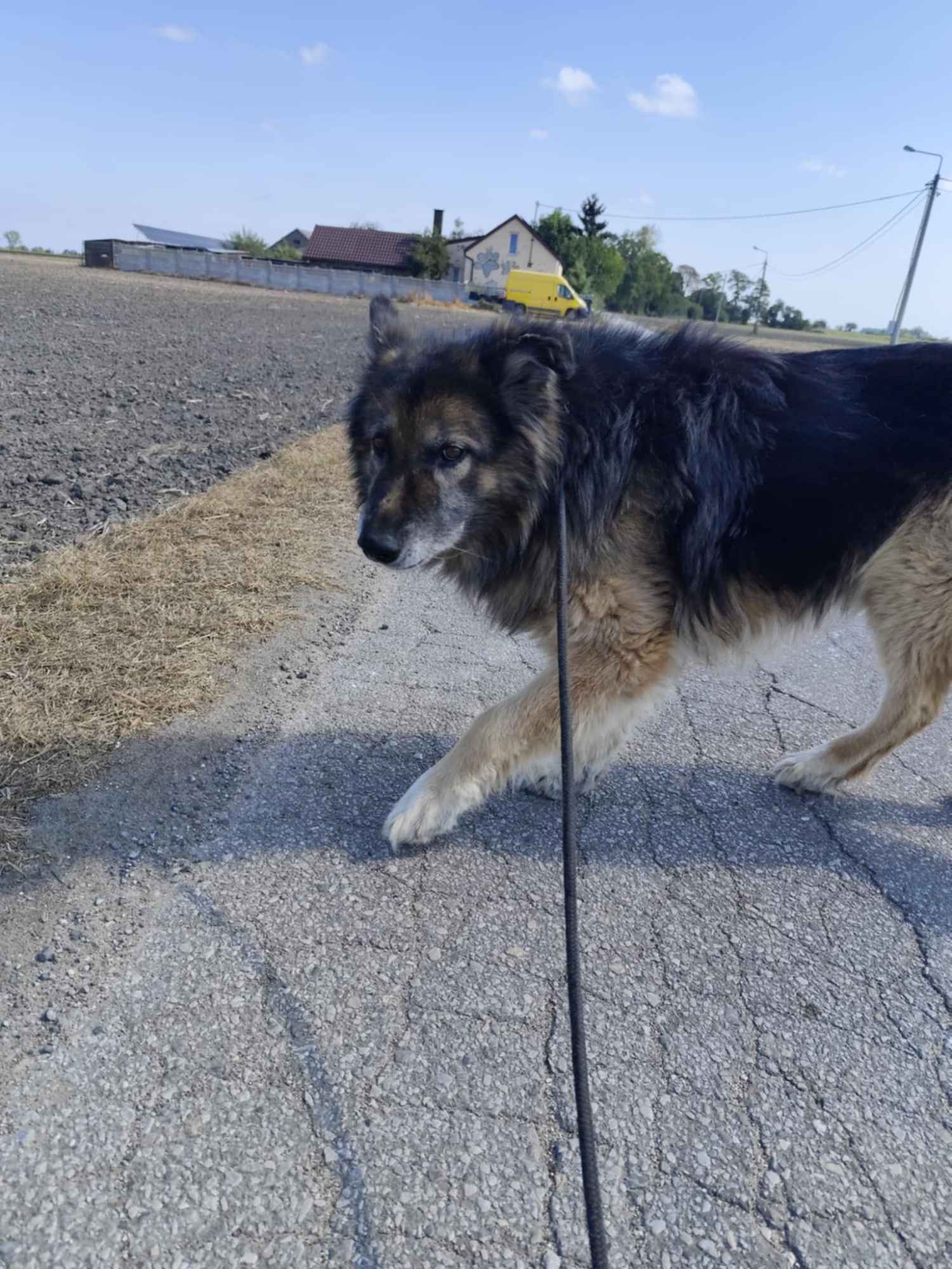 Aron - cudowny, spokojny owczarek szuka domu! Olsztyn - zdjęcie 2