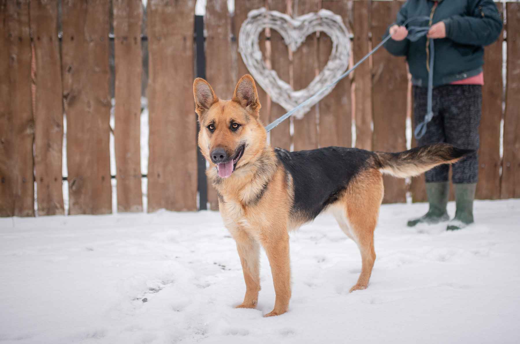Mona - młoda, wesoła suka w typie ON szuka domu! Olsztyn - zdjęcie 2