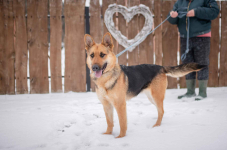 Mona - młoda, wesoła suka w typie ON szuka domu! Olsztyn - zdjęcie 2