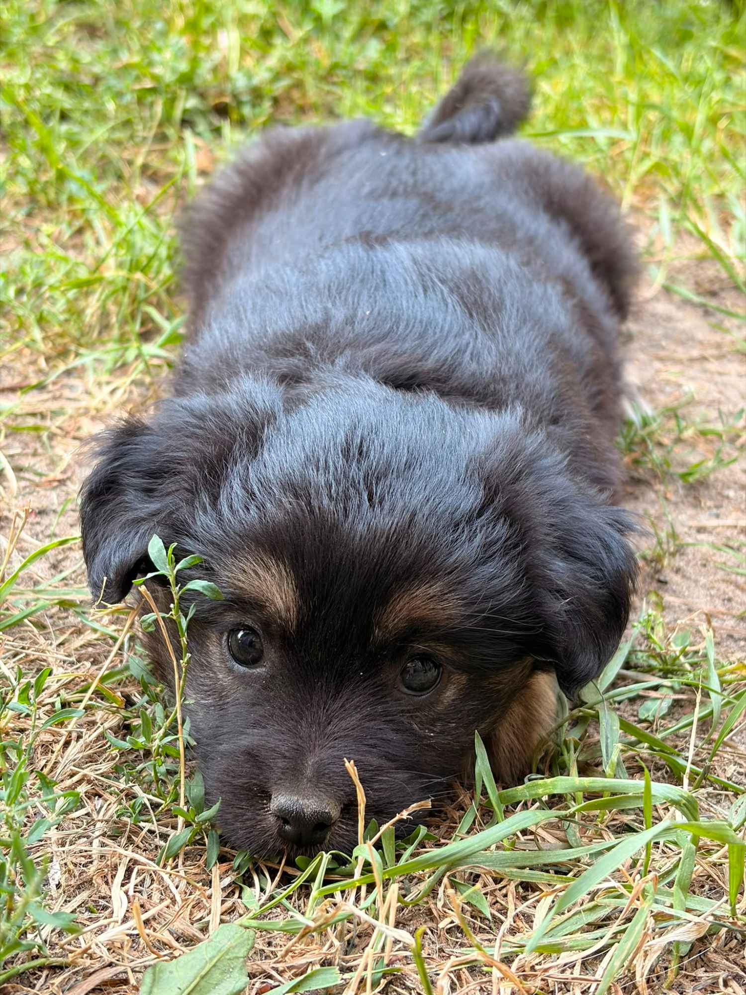 🐾 Szukam najlepszego domu dla tej małej Psiej Dziewczynki! ❤️ Pruszków - zdjęcie 3