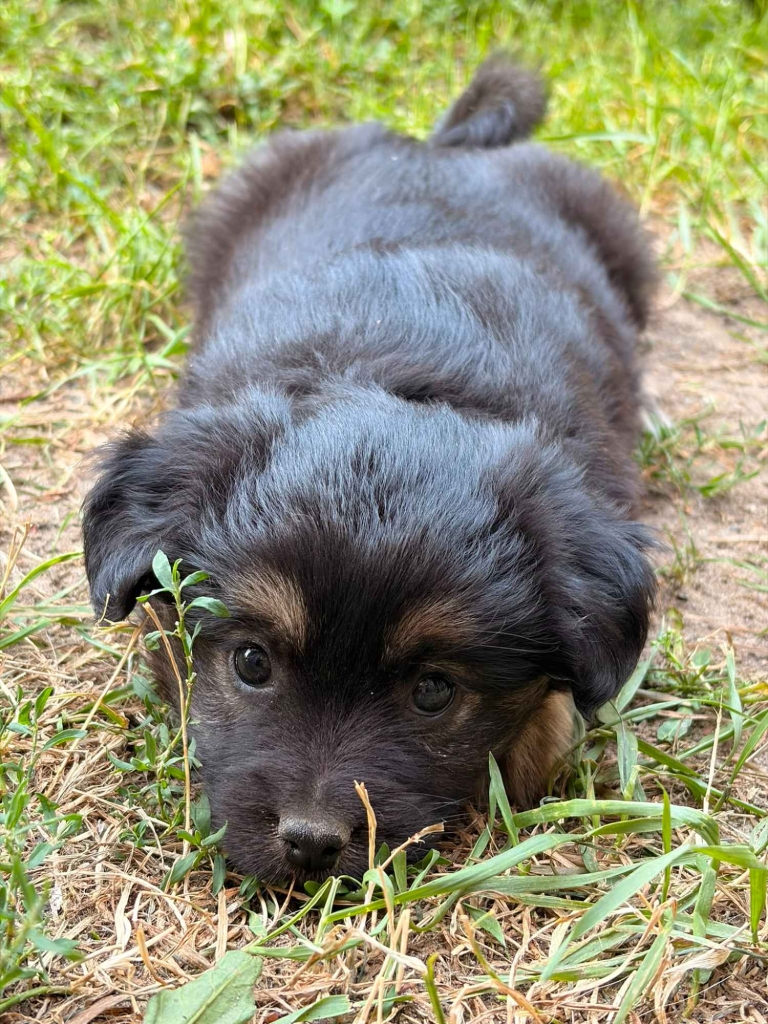 🐾 Szukam najlepszego domu dla tej małej Psiej Dziewczynki! ❤️ Pruszków - zdjęcie 3