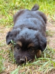 🐾 Szukam najlepszego domu dla tej małej Psiej Dziewczynki! ❤️ Pruszków - zdjęcie 3