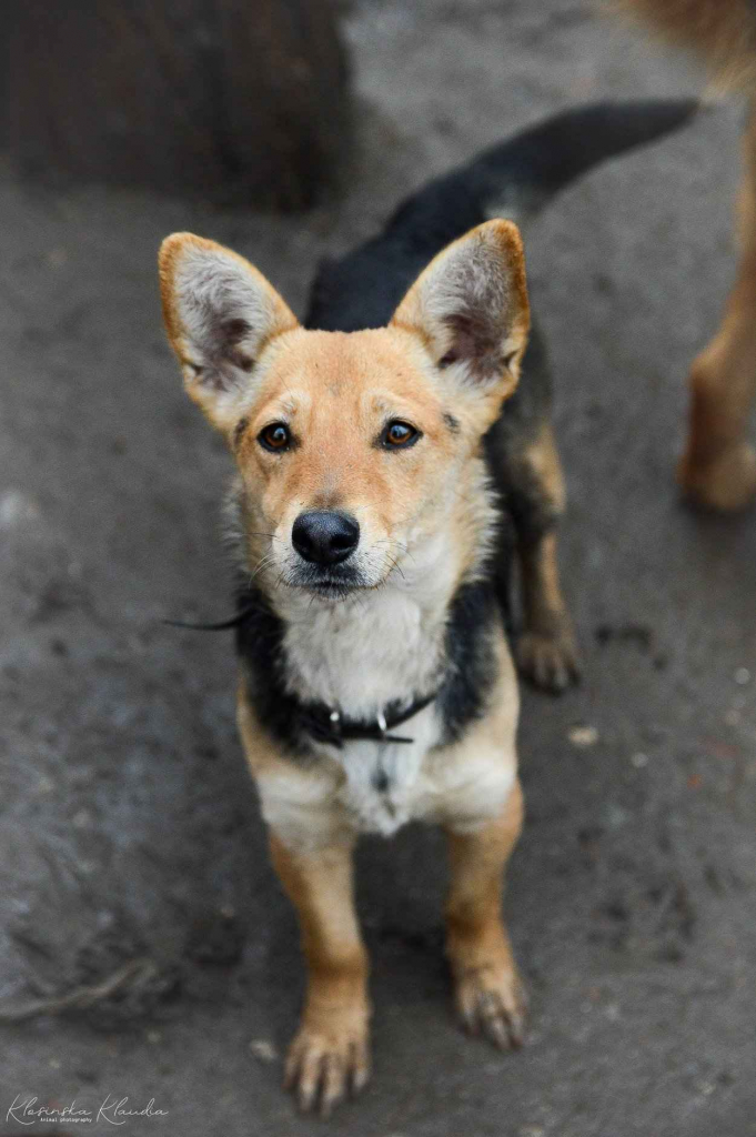 Niewielka Zuzia, młoda i wesoła sunia do pokochania Olsztyn - zdjęcie 5