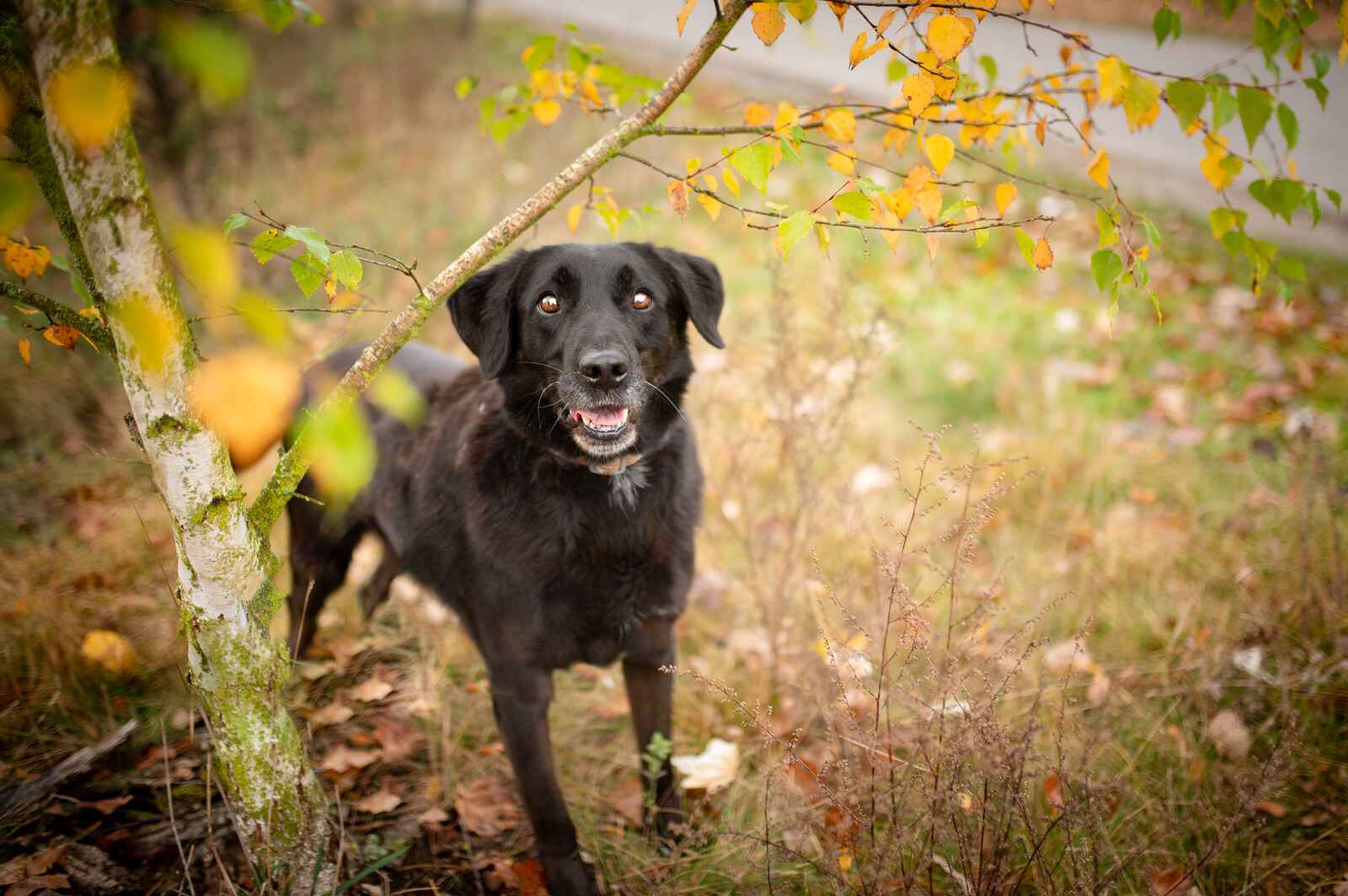 Uśmiechnięty Portos w typie labradora szuka domu! Olsztyn - zdjęcie 8