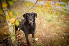 Uśmiechnięty Portos w typie labradora szuka domu! Olsztyn - zdjęcie 8