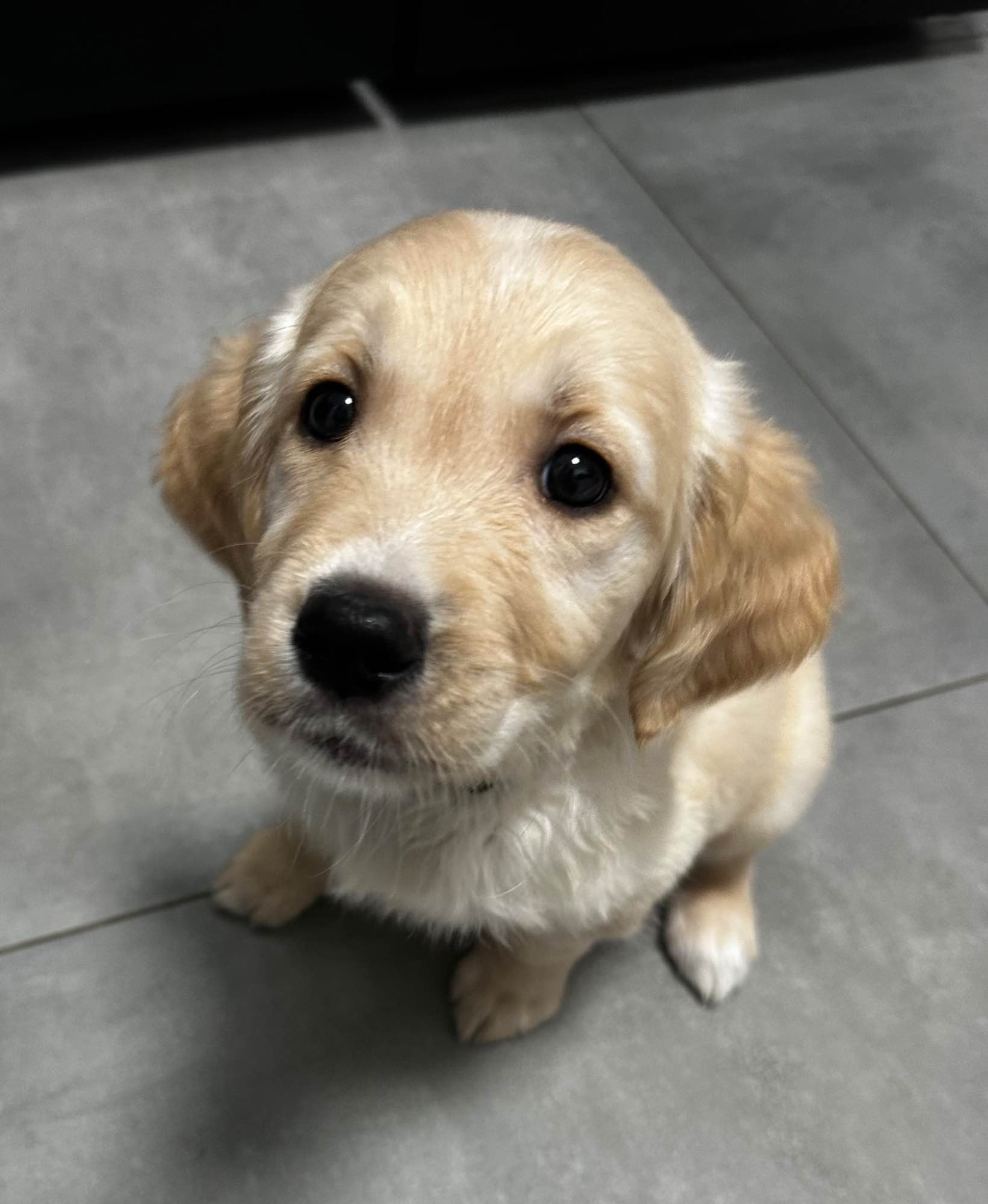 Goldenki gotowe na zmianę domu Łęgowo - zdjęcie 2