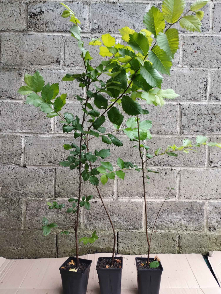 Wiąz szypułkowy sadzonki w doniczkach Ulmus laevis Buczków - zdjęcie 2