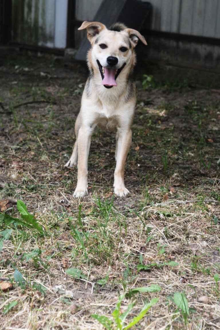 Daj Bryziowi szansę… On odda Ci całą miłość, jaką ma Olsztyn - zdjęcie 4
