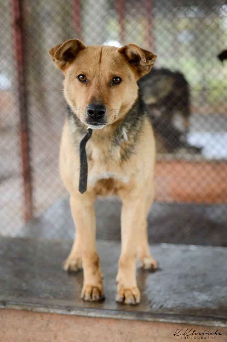 Aron - spokojny psiak szuka kochającego domu! Olsztyn - zdjęcie 4