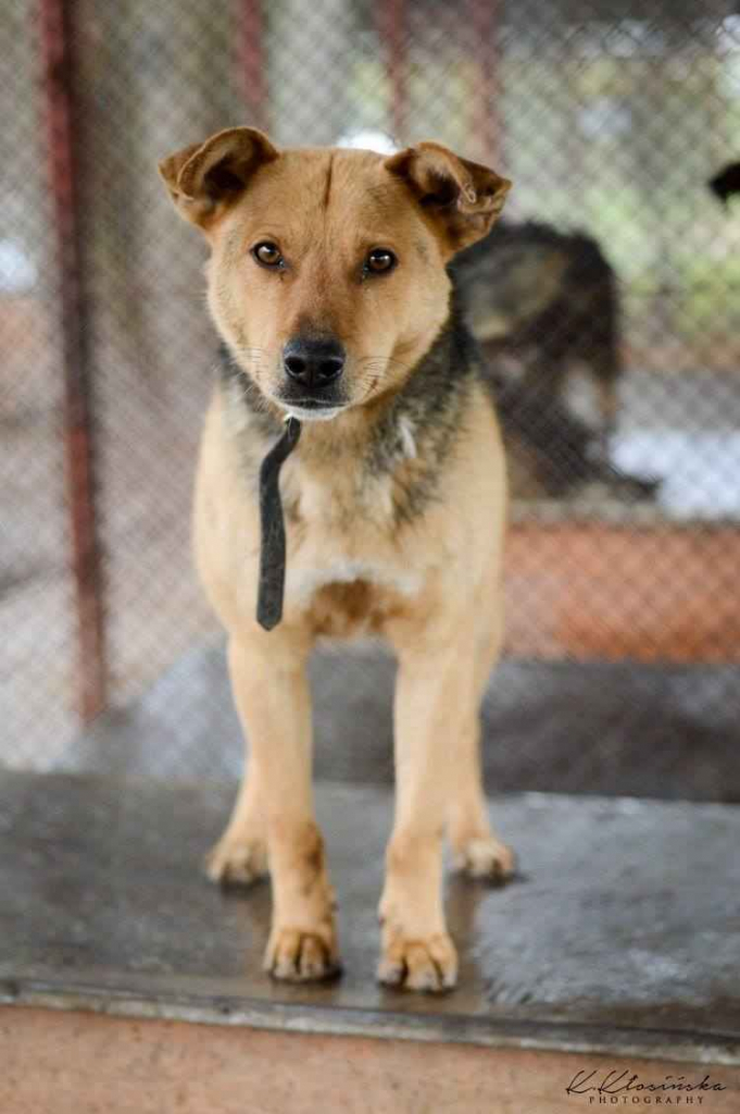 Aron - spokojny psiak szuka kochającego domu! Olsztyn - zdjęcie 4