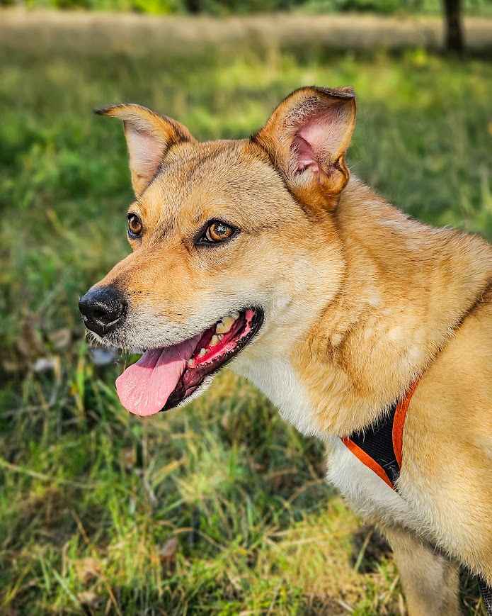 CYNAMON - oddany z adopcji jak niepotrzebna zabawka, POMOCY! Widzew - zdjęcie 4