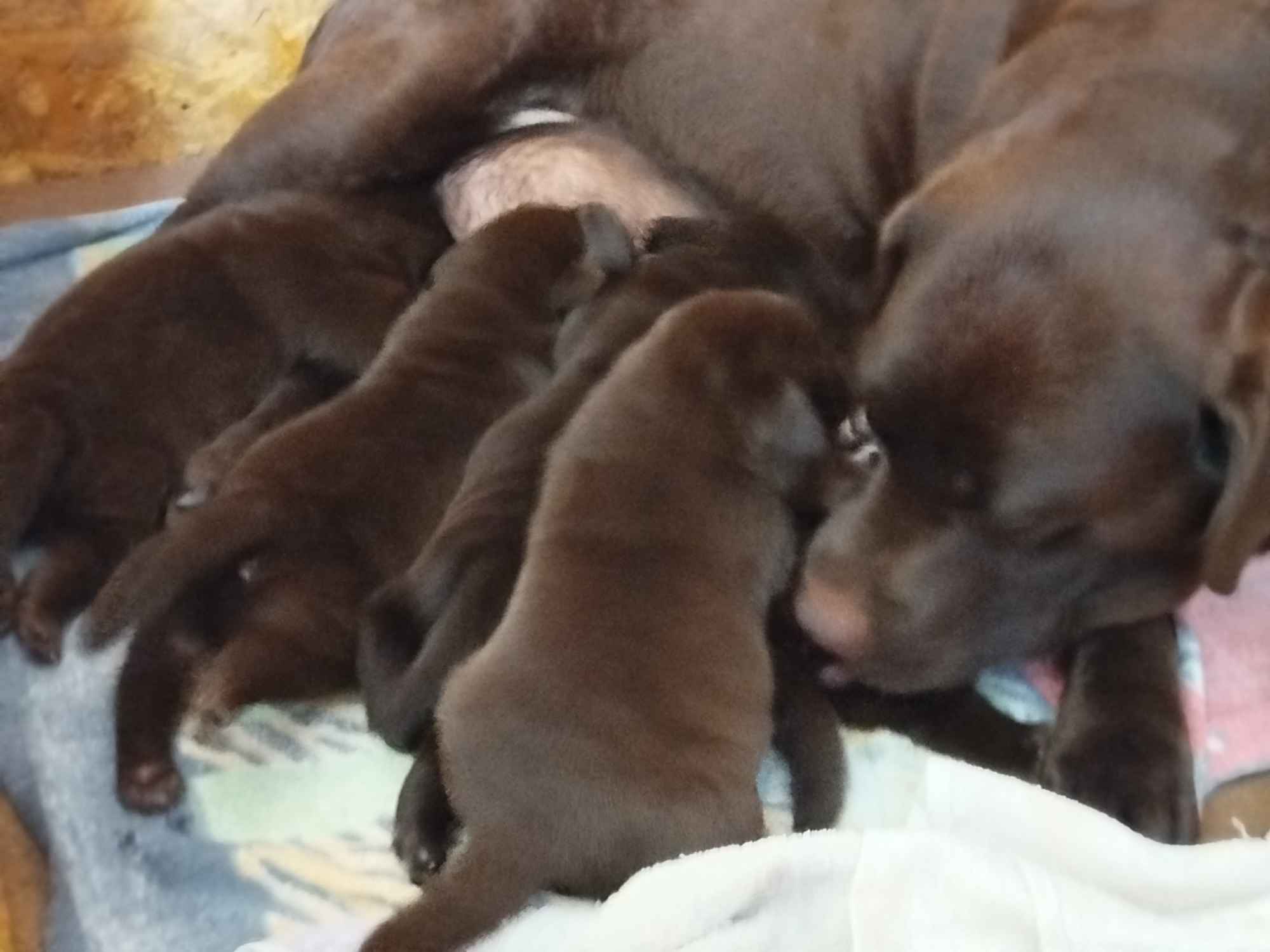 Szczeniaki labrador retriever czekoladowe rodiwodowe Oborniki Śląskie - zdjęcie 1