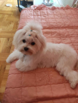 Pies Maltańczyk miniaturka Mielec - zdjęcie 2