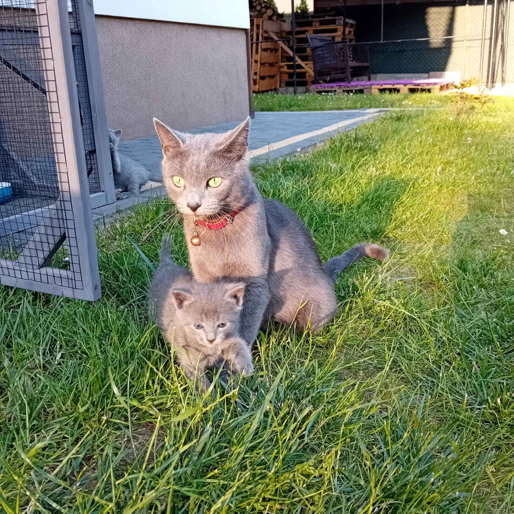 Sprzedam kocięta niebieskie rosyjskie Starogard Gdański - zdjęcie 4