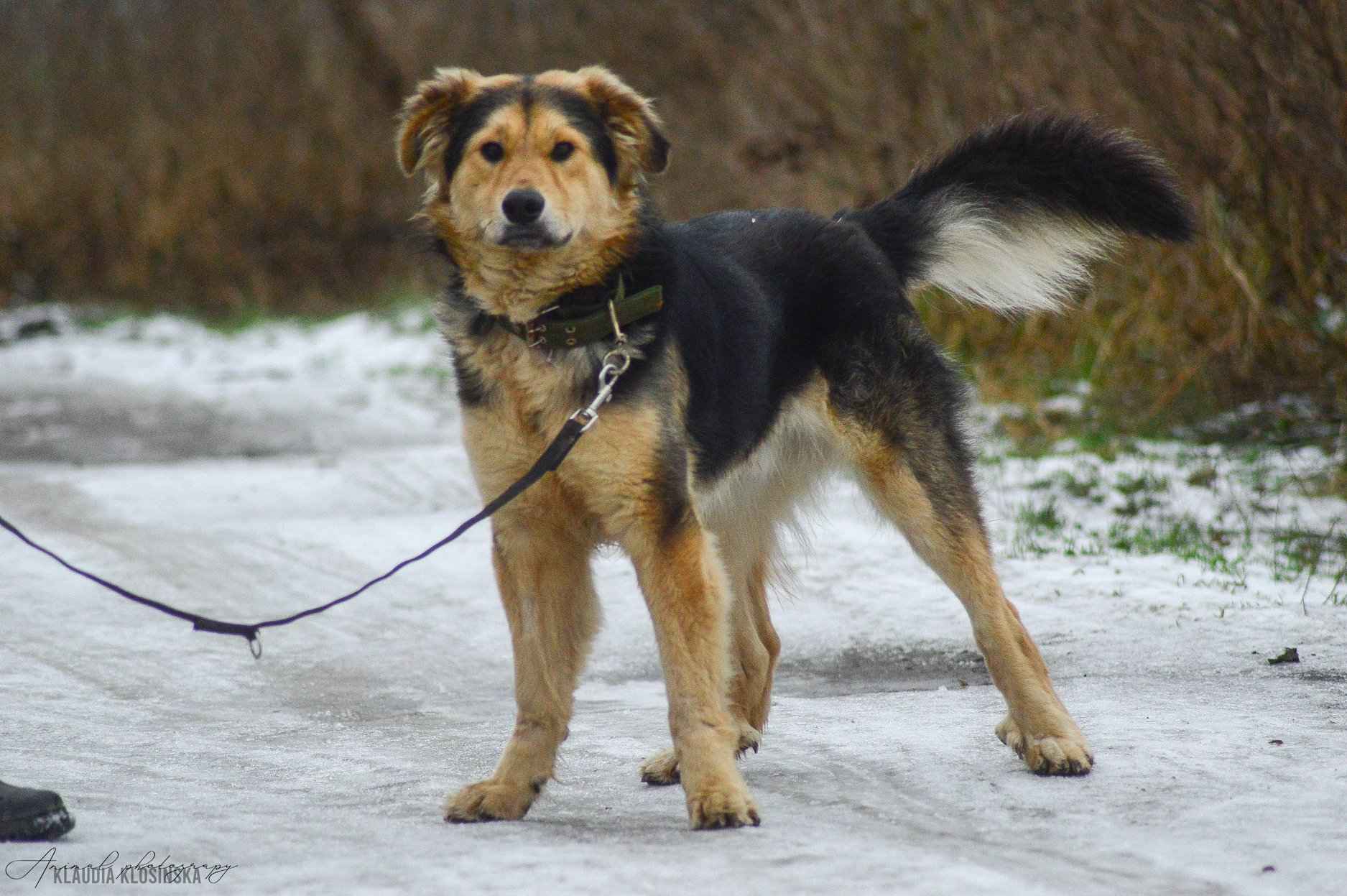 Dukat -  bez szans na dom? Pokochaj go! Olsztyn - zdjęcie 3